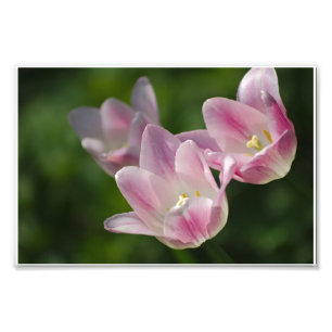 Foto de tres tulipanes rosados
