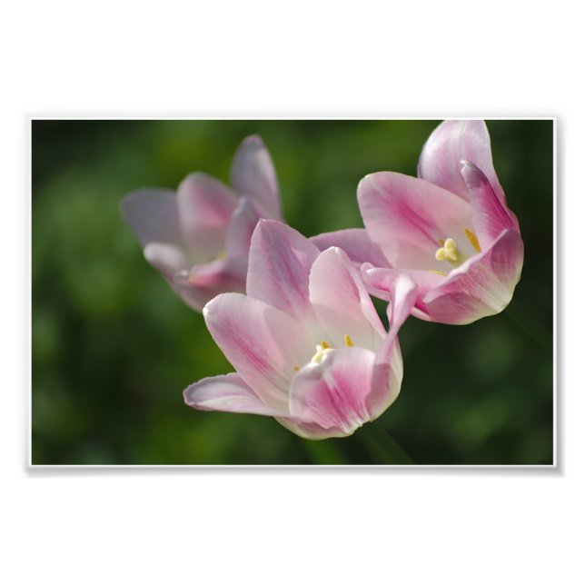 Foto de tres tulipanes rosados (Frente)