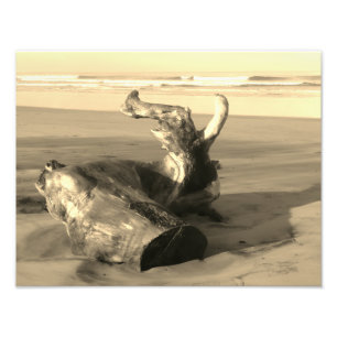Foto de tronco de madera flotante en la playa de C