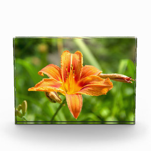 Foto de una flor de Lily grande