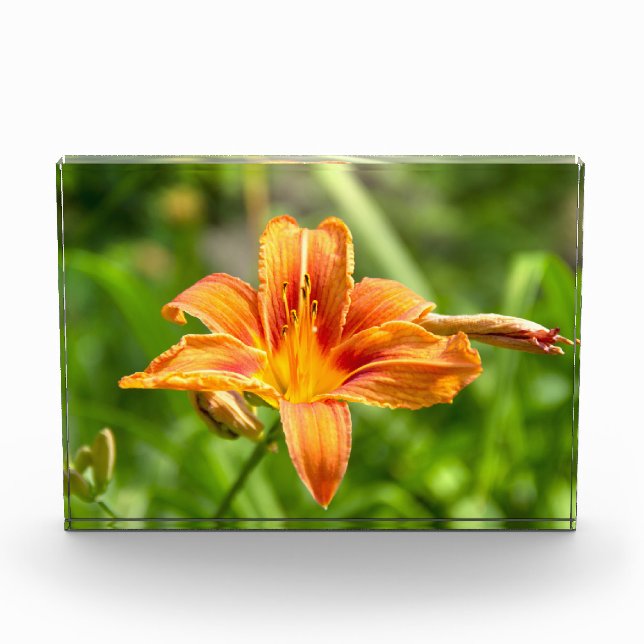 Foto de una flor de Lily grande (Anverso)