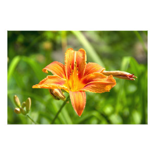Foto de una flor de Lily grande