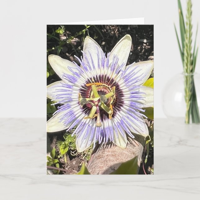 Foto de una Flor de Nueva Inglaterra Tarjeta de Fe (Anverso)