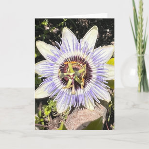 Foto de una Flor de Nueva Inglaterra Tarjeta de Fe