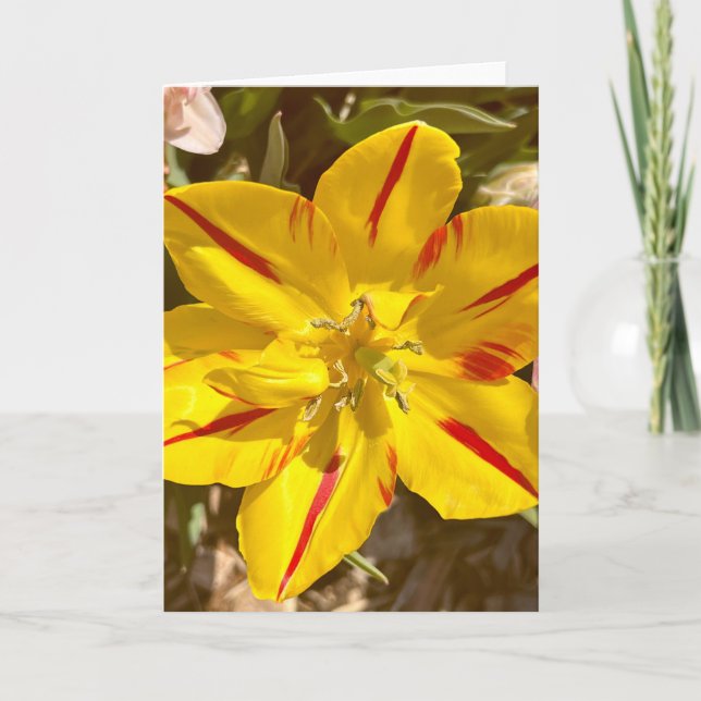 Foto de una Flor de Nueva Inglaterra Tarjeta de Fe (Anverso)