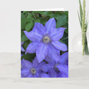 Foto de una Flor de Nueva Inglaterra Tarjeta de Fe