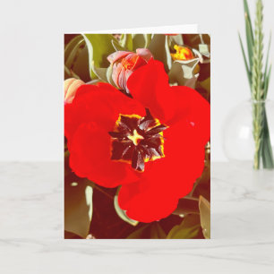 Foto de una Flor de Nueva Inglaterra Tarjeta de Fe