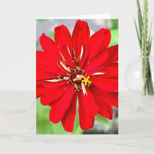 Foto de una Flor de Nueva Inglaterra Tarjeta de Sa