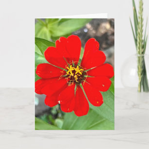 Foto de una Flor de Nueva Inglaterra Tarjeta de Sa