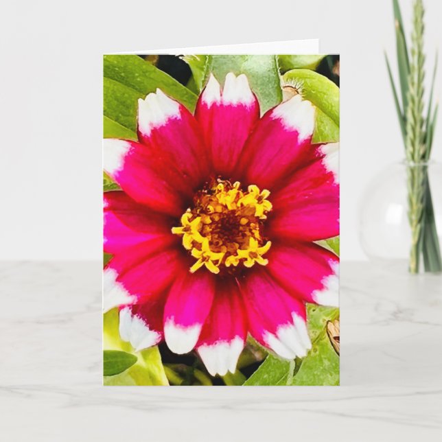 Foto de una Flor de Nueva Inglaterra Tarjeta de Sa (Anverso)