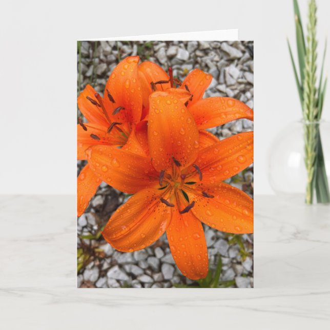 Foto de una Flor de Nueva Inglaterra Tarjeta de Sa (Anverso)