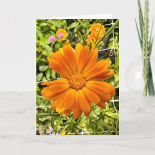 Foto de una Flor de Nueva Inglaterra Tarjeta de Sa