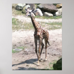 Foto de una jirafa bebé caminando en posters de la
