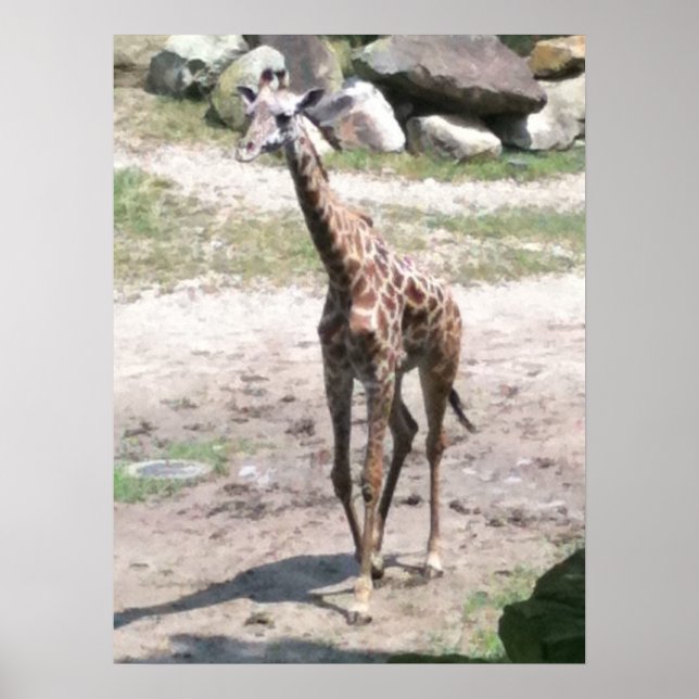 Foto de una jirafa bebé caminando en posters de la (Frente)