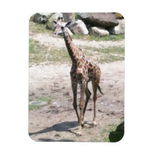 Foto de una jirafa de bebé caminando en imanes de 