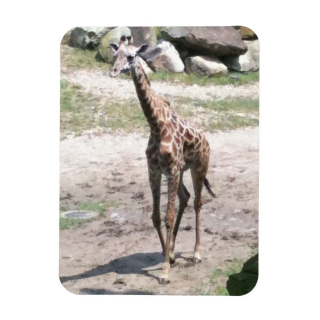 Foto de una jirafa de bebé caminando en imanes de  (Vertical)