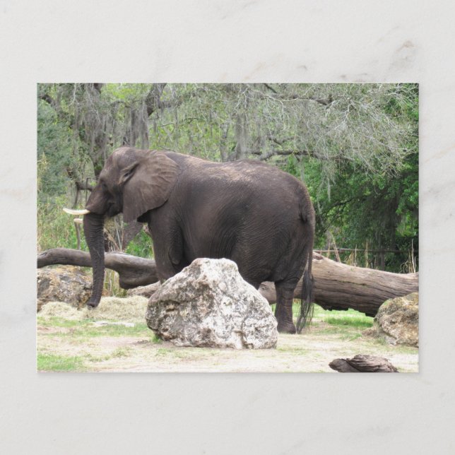 Foto de una postal de un elefante africano (Anverso)