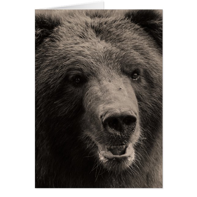 Foto de vida salvaje de Brown Grizzly Bear (Frente)