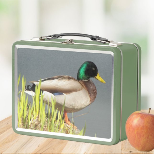 Foto de vida silvestre Mallard Duck (In Situ Apple)