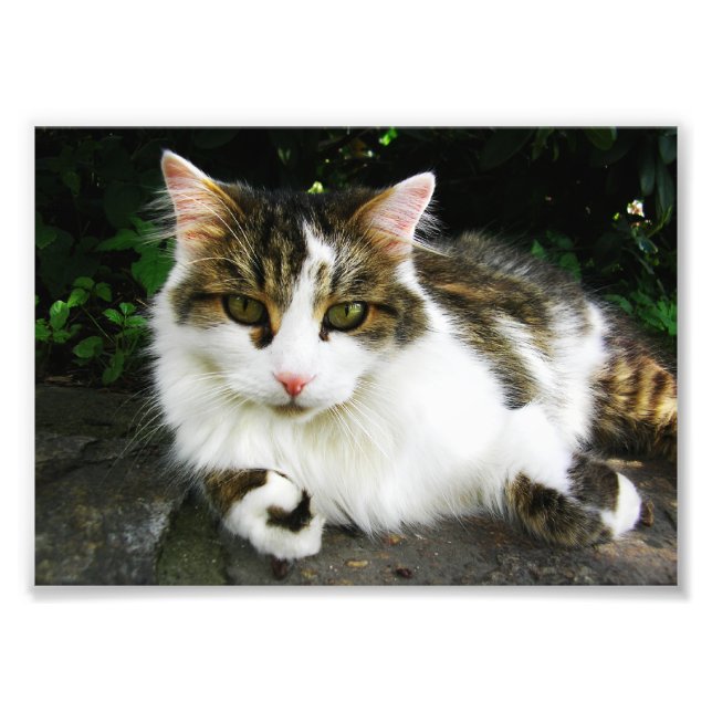 Foto de White Tabby (Frente)