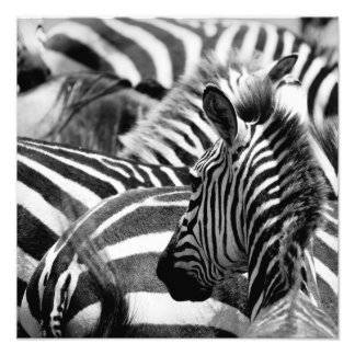 Foto de Zebra