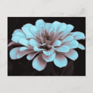 Foto de zinnia sutilmente teñida y brumosa Postal