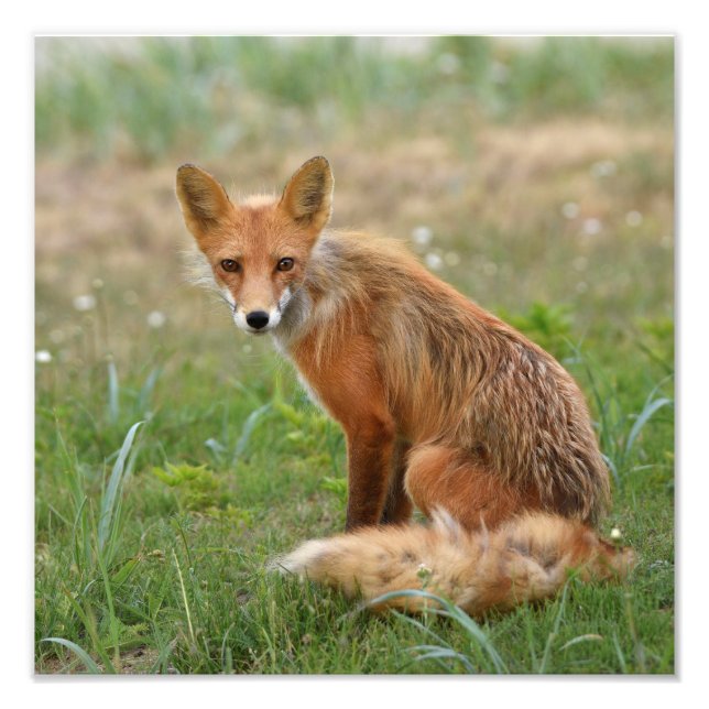 foto de zorro de 12x12 (Frente)