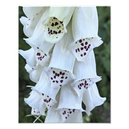 Foto Dedalera Blanca con Manchas Rosadas Floral