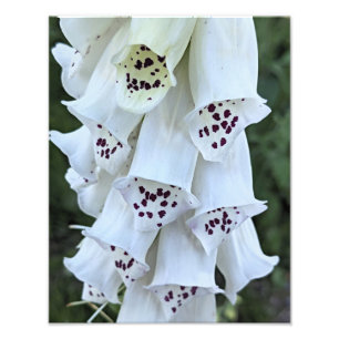 Foto Dedalera Blanca con Manchas Rosadas Floral