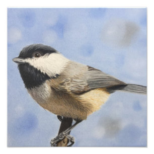 Foto Dee del dee del Chickadee