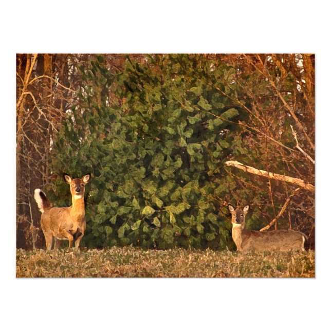 Foto Deer al amanecer (Frente)