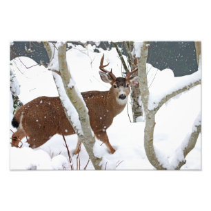 Foto Deer Buck in Snow in Winter