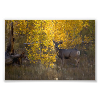 Foto Deer - Parque Nacional del Gran Cañón - Arizona