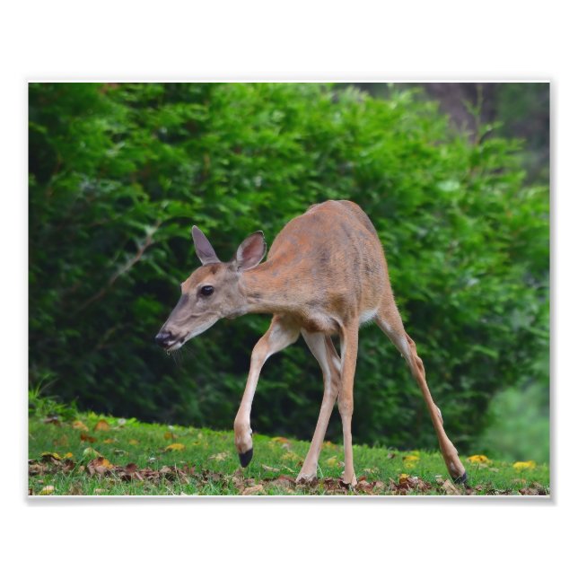 Foto Deer Whitetail femenino (Frente)