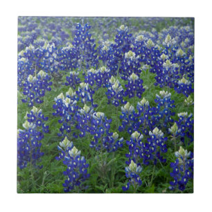 Foto del campo de los Bluebonnets de Tejas