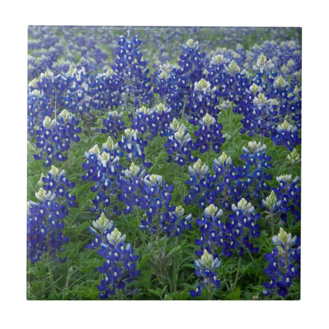 Foto del campo de los Bluebonnets de Tejas (Frente)