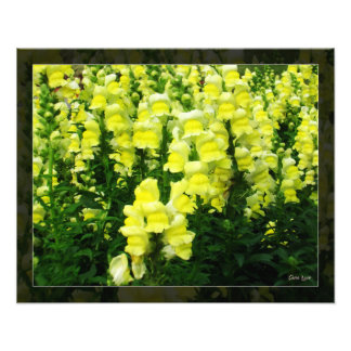 Foto del campo de Snapdragon amarillo