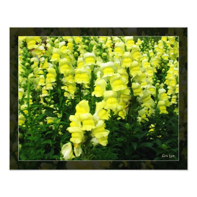 Foto del campo de Snapdragon amarillo (Frente)