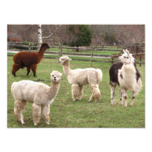 Foto del ~ de la mezcla de la alpaca