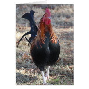 Foto del gallo del juego