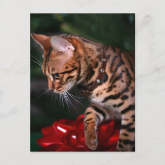 Foto del gatito del navidad (gato nacional de