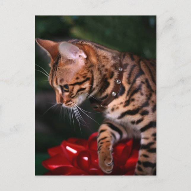 Foto del gatito del navidad (gato nacional de (Anverso)