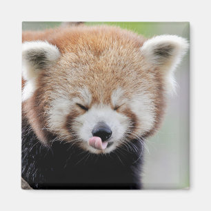 Foto del imán panda roja. Panda roux.