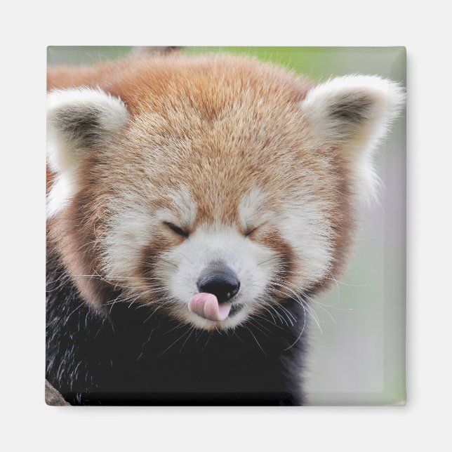 Foto del imán panda roja. Panda roux. (Frente)