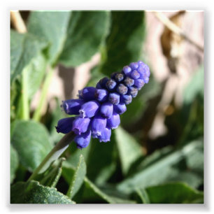 Foto del jacinto de uva
