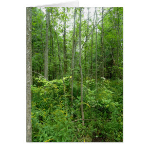 "Foto del país de la cabaña"