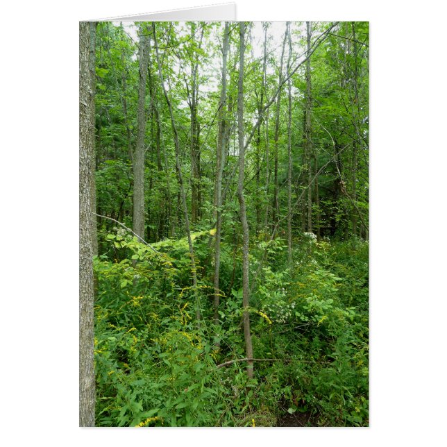 "Foto del país de la cabaña" (Frente)