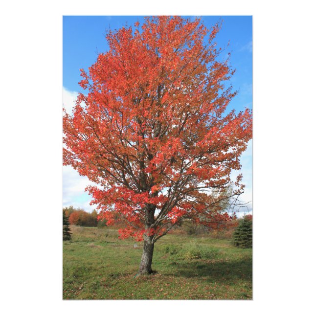 Foto del paisaje del árbol de arce de otoño amaril (Frente)