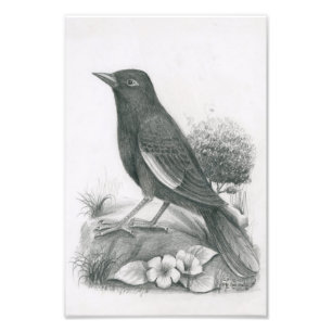 Foto del pájaro camboyano 2 de Vannak Anan Prum