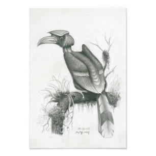 Foto del pájaro camboyano del Hornbill de Vannak